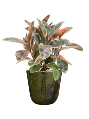 Soil (Vulkastrat)