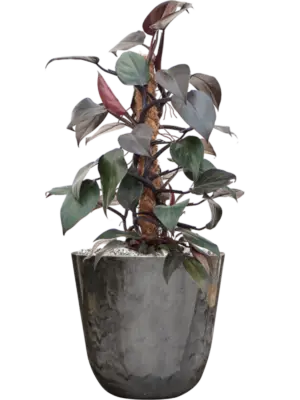 Soil (Vulkastrat)