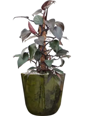 Soil (Vulkastrat)