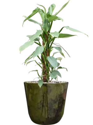 Soil (Vulkastrat)