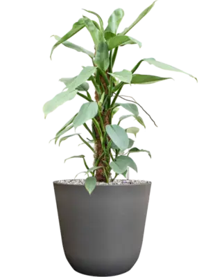 Soil (Vulkastrat)