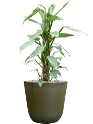 Soil (Vulkastrat)