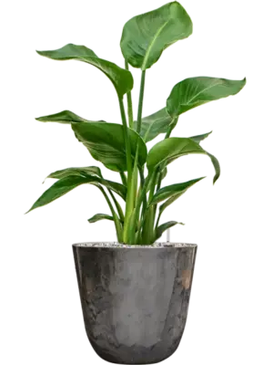 Soil (Vulkastrat)