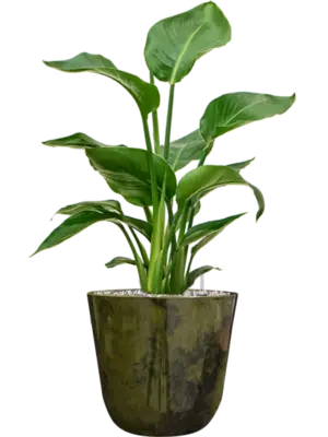 Soil (Vulkastrat)
