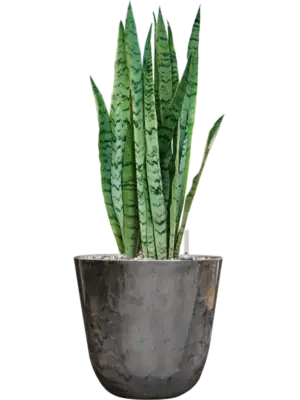 Soil (Vulkastrat)