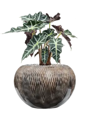 Soil (Vulkastrat)