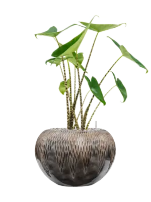 Soil (Vulkastrat)
