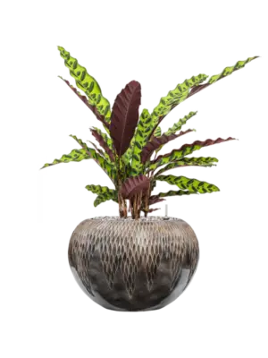 Soil (Vulkastrat)