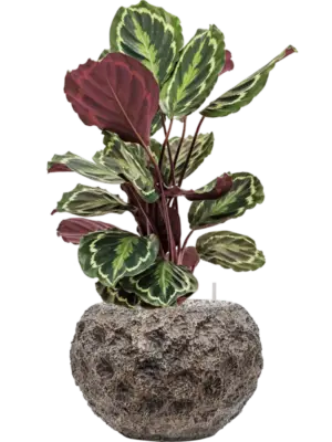Soil (Vulkastrat)