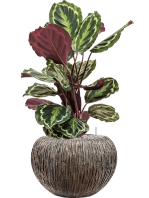 Soil (Vulkastrat)