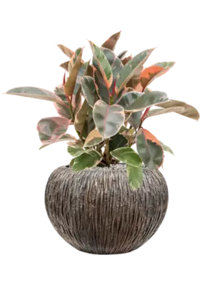 Soil (Vulkastrat)