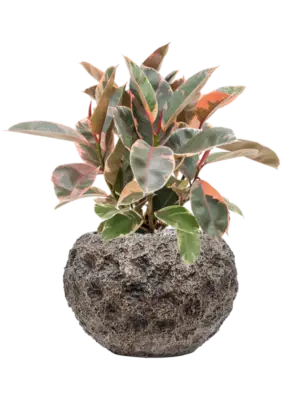 Soil (Vulkastrat)