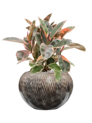 Soil (Vulkastrat)
