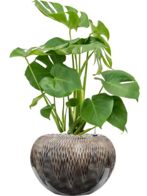 Soil (Vulkastrat)