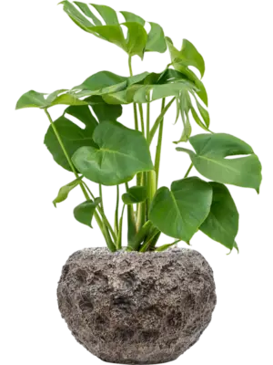 Soil (Vulkastrat)