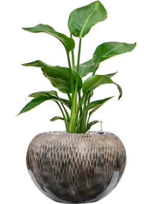Soil (Vulkastrat)
