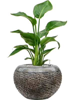 Soil (Vulkastrat)