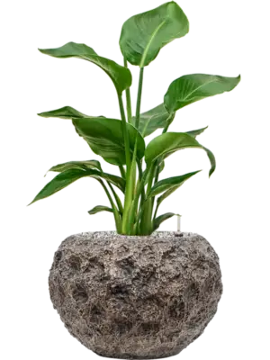 Soil (Vulkastrat)