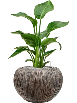 Soil (Vulkastrat)