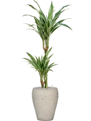 Soil (Vulkastrat)