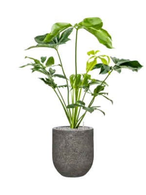 Soil (Vulkastrat)