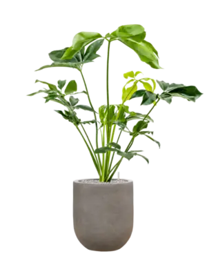 Soil (Vulkastrat)