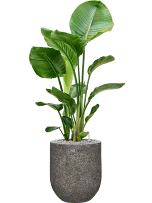 Soil (Vulkastrat)