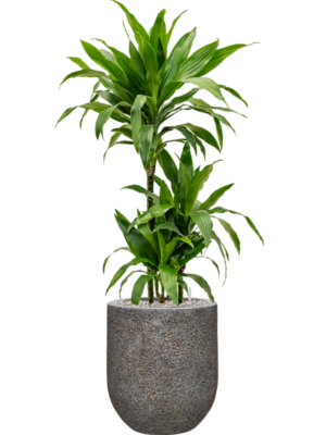 Soil (Vulkastrat)