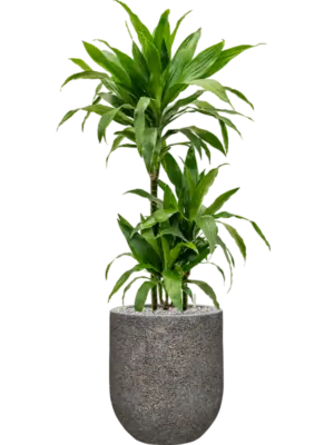 Soil (Vulkastrat)