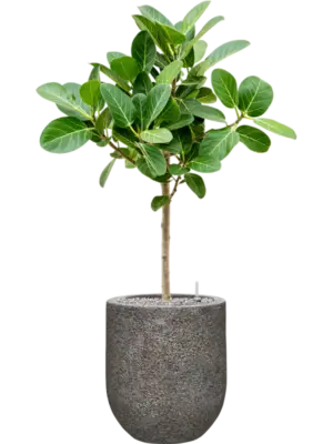 Soil (Vulkastrat)
