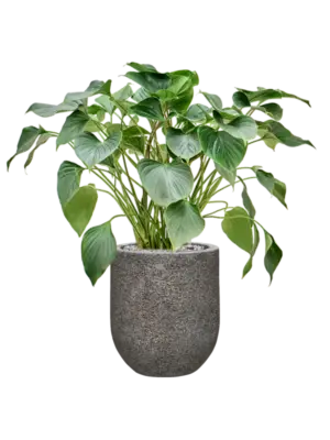 Soil (Vulkastrat)