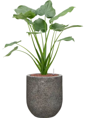 Hydroculture