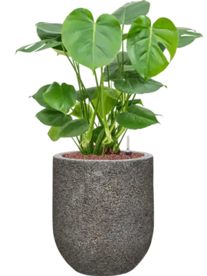 Hydroculture