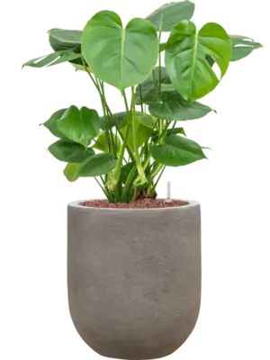 Hydroculture