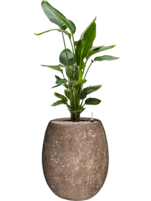 Soil (Vulkastrat)