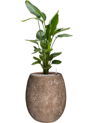 Soil (Vulkastrat)