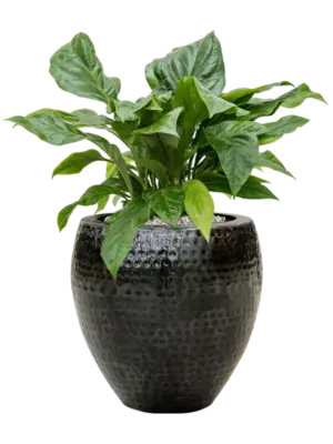 Soil (Vulkastrat)