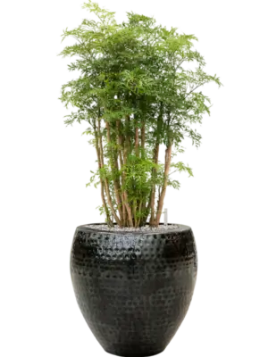 Soil (Vulkastrat)