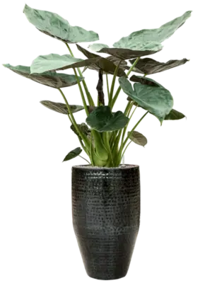 Soil (Vulkastrat)