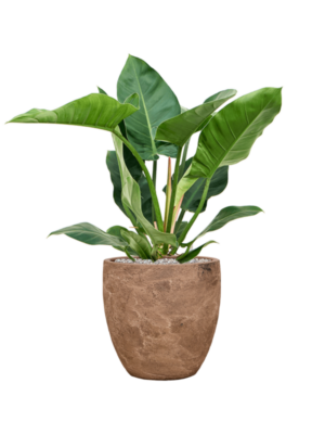 Soil (Vulkastrat)