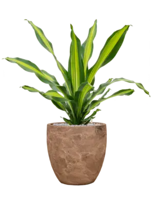 Soil (Vulkastrat)