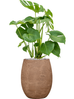 Soil (Vulkastrat)