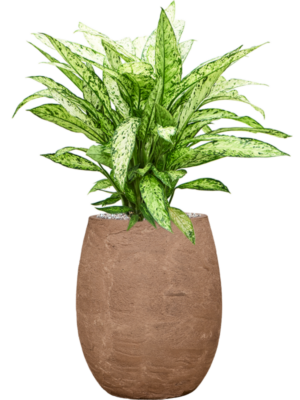 Soil (Vulkastrat)