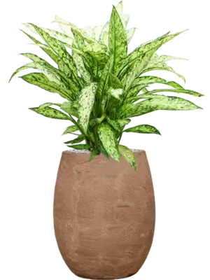 Soil (Vulkastrat)