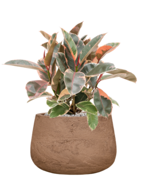 Soil (Vulkastrat)