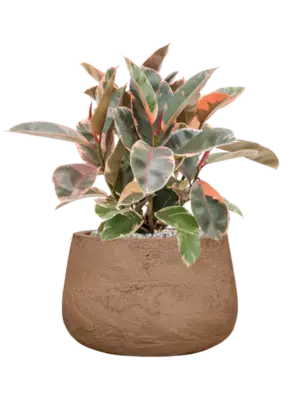 Soil (Vulkastrat)