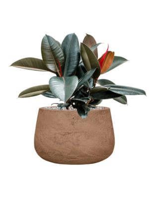 Soil (Vulkastrat)