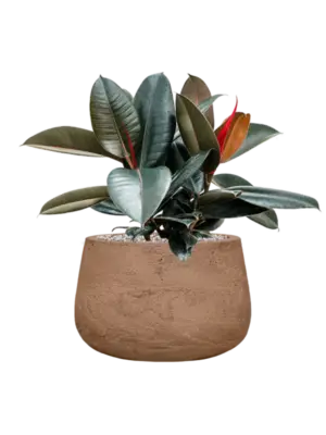 Soil (Vulkastrat)