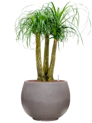 Hydroculture