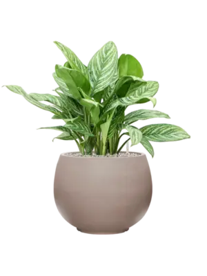 Soil (Vulkastrat)